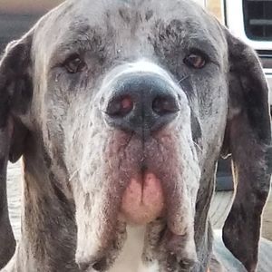 Meet your Posher, Donald